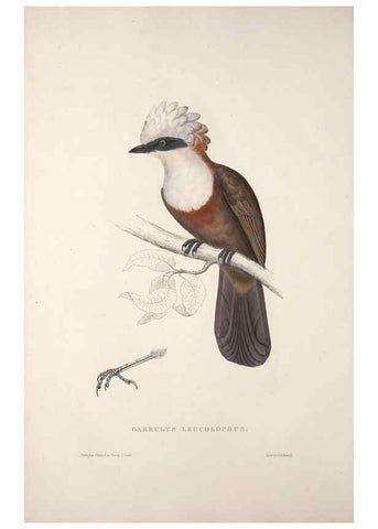 Reproducción/Reproduction 9237225767: A century of birds from the Himalaya Mountains.. London,1831.