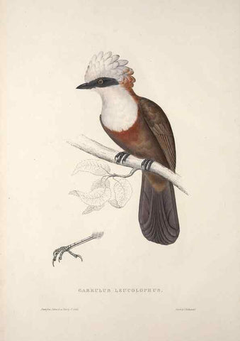 Reproducción/Reproduction 9237225767: A century of birds from the Himalaya Mountains.. London,1831.