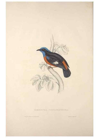 Reproducción/Reproduction 9240006338: A century of birds from the Himalaya Mountains.. London,1831.