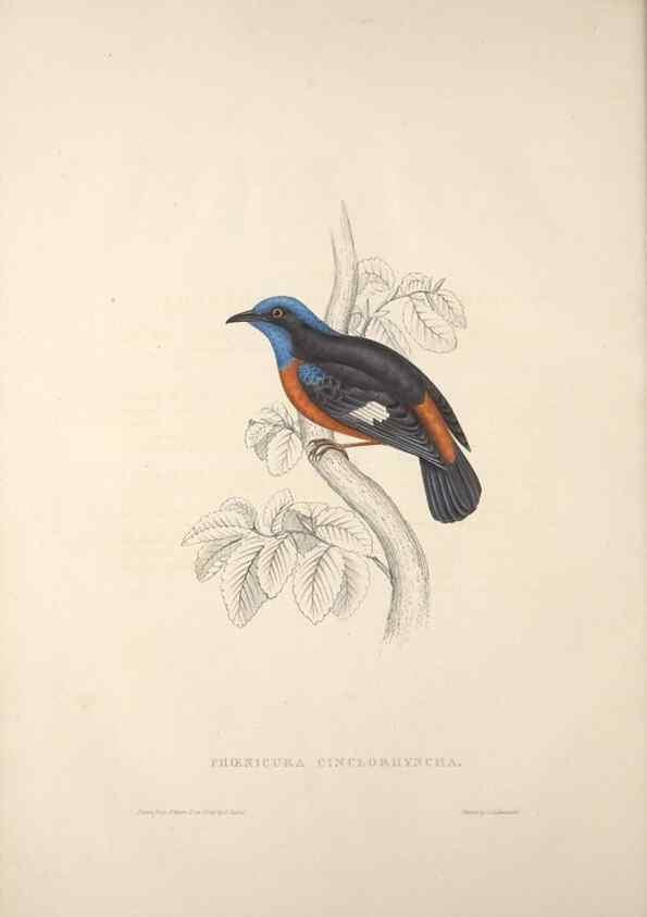 Reproducción/Reproduction 9240006338: A century of birds from the Himalaya Mountains.. London,1831.