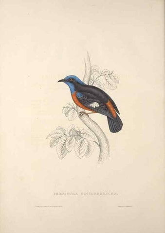 Reproducción/Reproduction 9240006338: A century of birds from the Himalaya Mountains.. London,1831.