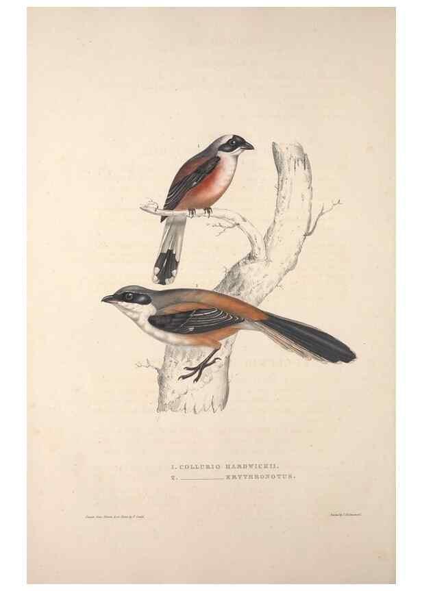 Reproducción/Reproduction 9239998428: A century of birds from the Himalaya Mountains.. London,1831.
