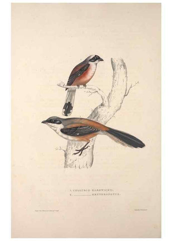 Reproducción/Reproduction 9239998428: A century of birds from the Himalaya Mountains.. London,1831.