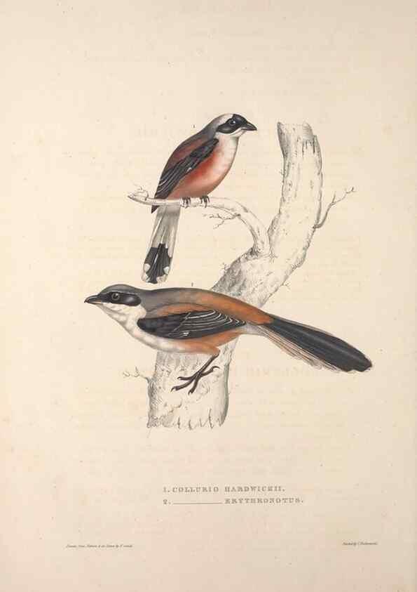 Reproducción/Reproduction 9239998428: A century of birds from the Himalaya Mountains.. London,1831.