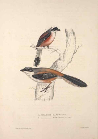 Reproducción/Reproduction 9239998428: A century of birds from the Himalaya Mountains.. London,1831.