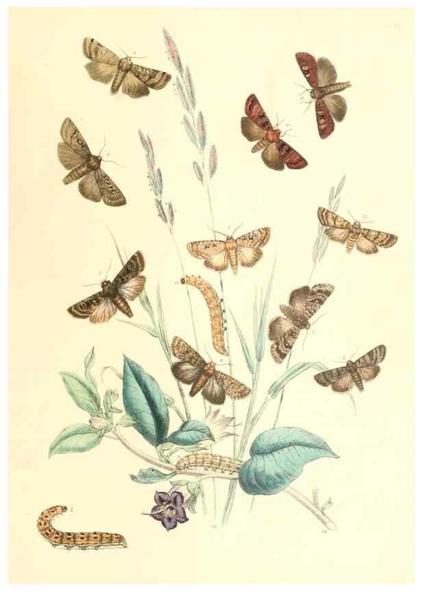 Reproducción/Reproduction 9213780959: British moths and their transformations.. London :W. Smith,1843-45.