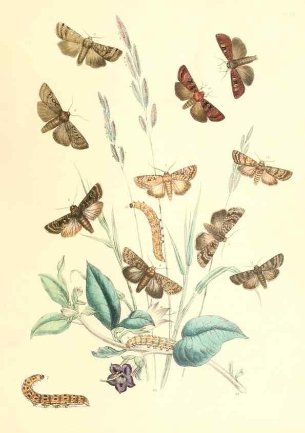 Reproducción/Reproduction 9213780959: British moths and their transformations.. London :W. Smith,1843-45.