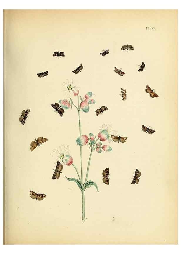 Reproducción/Reproduction 9216292689: British moths and their transformations.. London :W. Smith,1843-45.