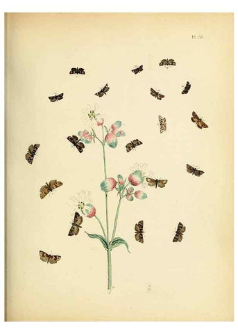 Reproducción/Reproduction 9216292689: British moths and their transformations.. London :W. Smith,1843-45.
