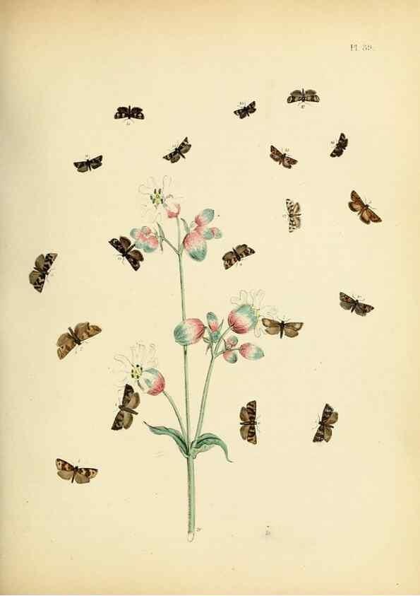 Reproducción/Reproduction 9216292689: British moths and their transformations.. London :W. Smith,1843-45.