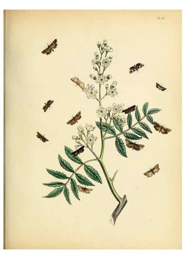 Reproducción/Reproduction 9219064526: British moths and their transformations.. London :W. Smith,1843-45.