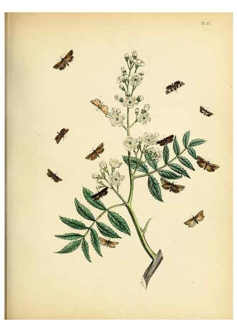 Reproducción/Reproduction 9219064526: British moths and their transformations.. London :W. Smith,1843-45.