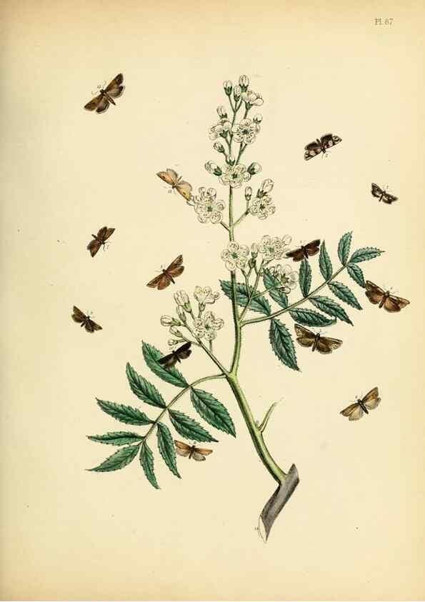 Reproducción/Reproduction 9219064526: British moths and their transformations.. London :W. Smith,1843-45.