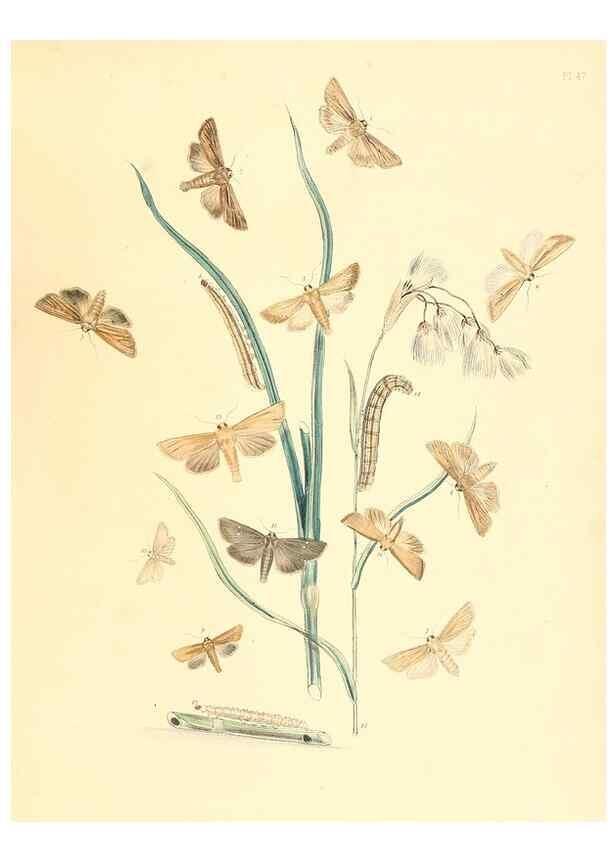 Reproducción/Reproduction 9216580106: British moths and their transformations.. London :W. Smith,1843-45.