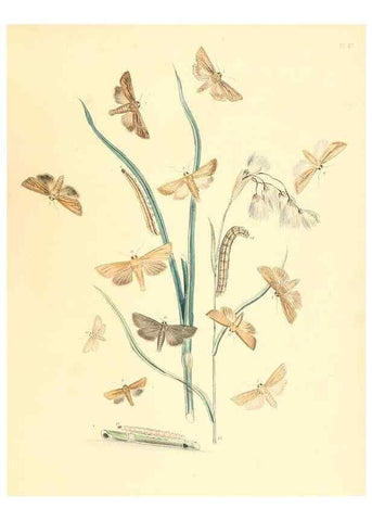 Reproducción/Reproduction 9216580106: British moths and their transformations.. London :W. Smith,1843-45.