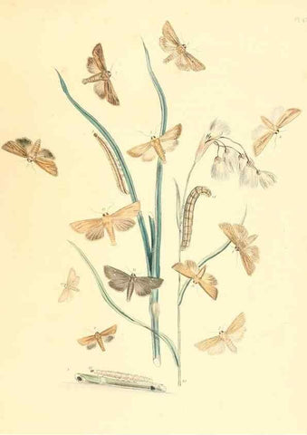 Reproducción/Reproduction 9216580106: British moths and their transformations.. London :W. Smith,1843-45.