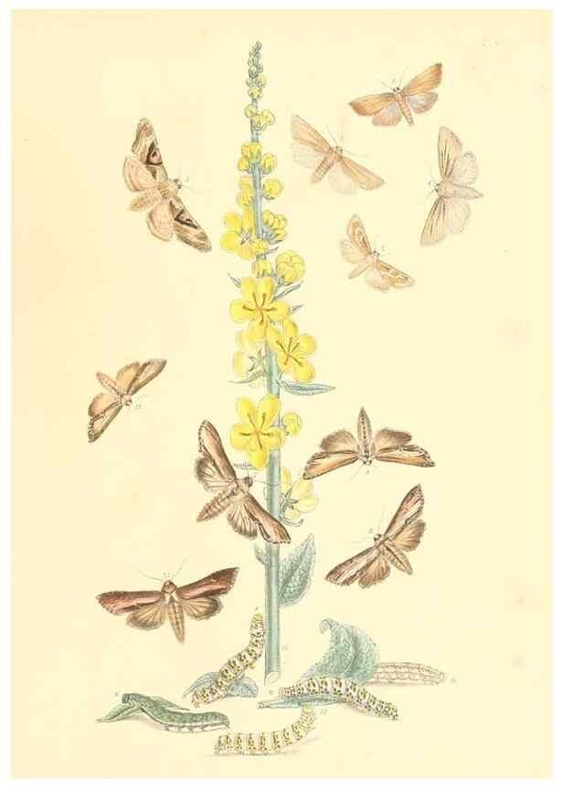 Reproducción/Reproduction 9216581138: British moths and their transformations.. London :W. Smith,1843-45.
