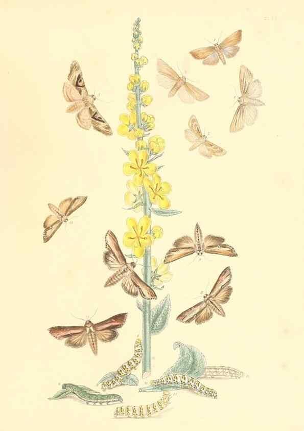 Reproducción/Reproduction 9216581138: British moths and their transformations.. London :W. Smith,1843-45.