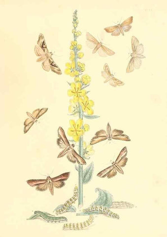 Reproducción/Reproduction 9216581138: British moths and their transformations.. London :W. Smith,1843-45.