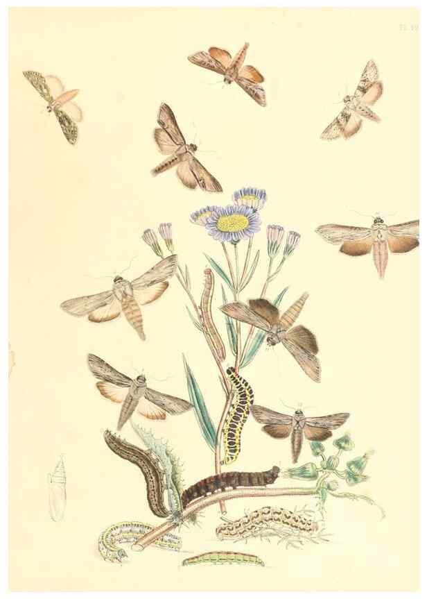 Reproducción/Reproduction 9216582220: British moths and their transformations.. London :W. Smith,1843-45.