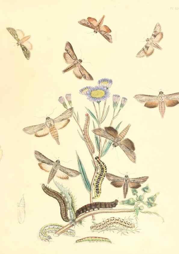Reproducción/Reproduction 9216582220: British moths and their transformations.. London :W. Smith,1843-45.