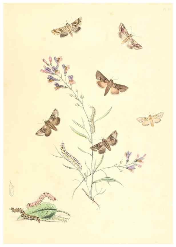 Reproducción/Reproduction 9216583108: British moths and their transformations.. London :W. Smith,1843-45.