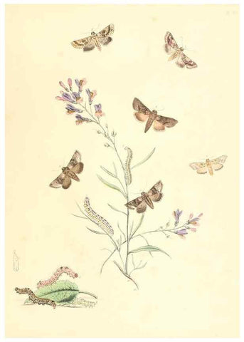 Reproducción/Reproduction 9216583108: British moths and their transformations.. London :W. Smith,1843-45.