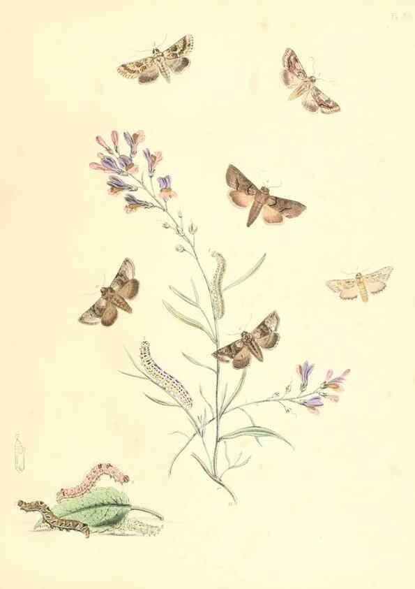 Reproducción/Reproduction 9216583108: British moths and their transformations.. London :W. Smith,1843-45.