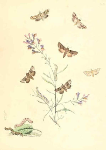 Reproducción/Reproduction 9216583108: British moths and their transformations.. London :W. Smith,1843-45.