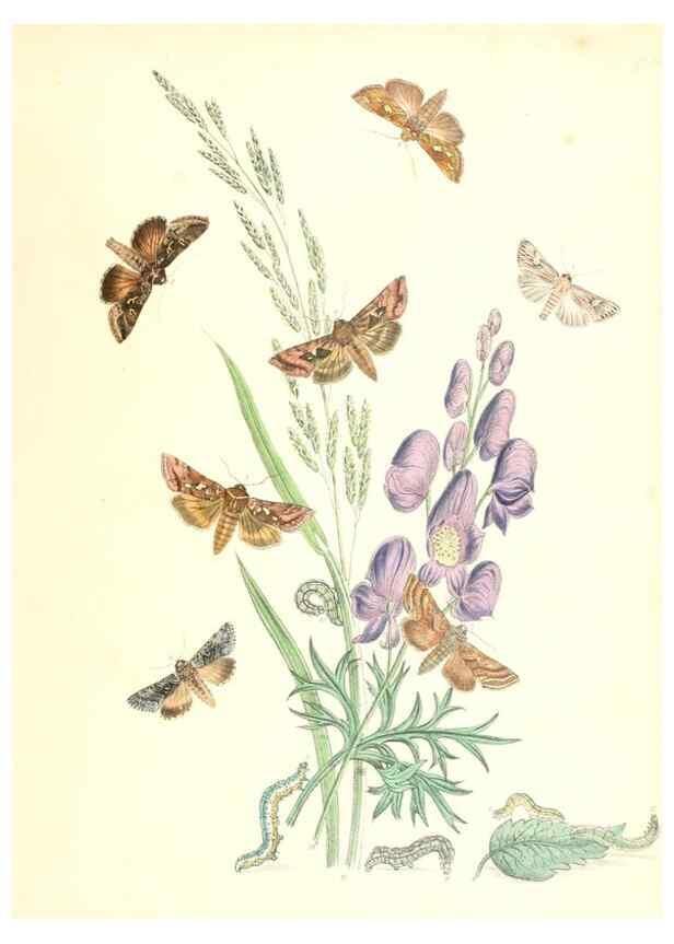 Reproducción/Reproduction 9216584270: British moths and their transformations.. London :W. Smith,1843-45.