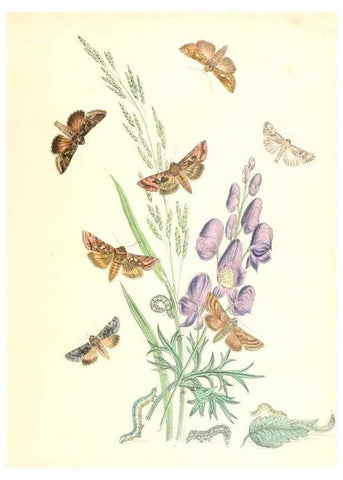 Reproducción/Reproduction 9216584270: British moths and their transformations.. London :W. Smith,1843-45.