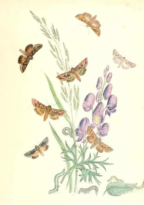 Reproducción/Reproduction 9216584270: British moths and their transformations.. London :W. Smith,1843-45.