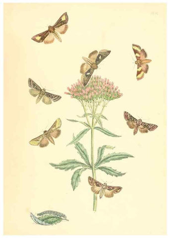 Reproducción/Reproduction 9216585240: British moths and their transformations.. London :W. Smith,1843-45.