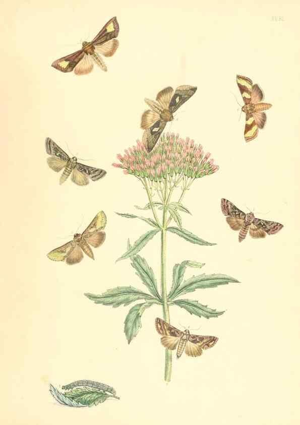 Reproducción/Reproduction 9216585240: British moths and their transformations.. London :W. Smith,1843-45.