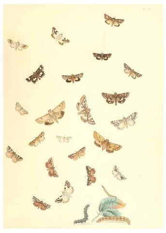 Reproducción/Reproduction 9213810761: British moths and their transformations.. London :W. Smith,1843-45.