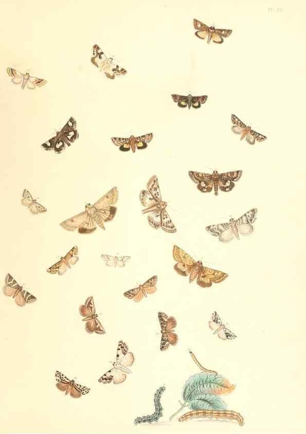 Reproducción/Reproduction 9213810761: British moths and their transformations.. London :W. Smith,1843-45.