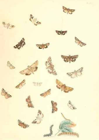 Reproducción/Reproduction 9213810761: British moths and their transformations.. London :W. Smith,1843-45.
