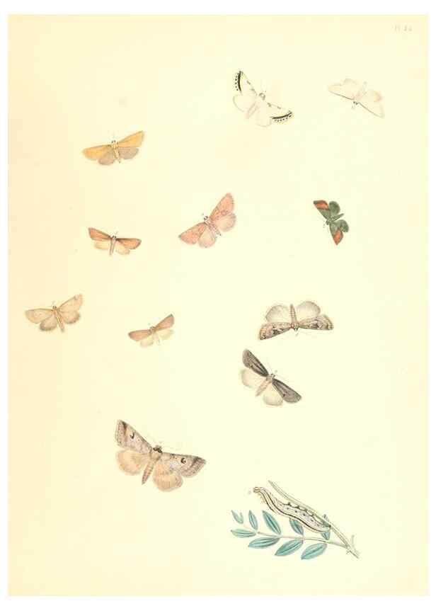 Reproducción/Reproduction 9213811645: British moths and their transformations.. London :W. Smith,1843-45.