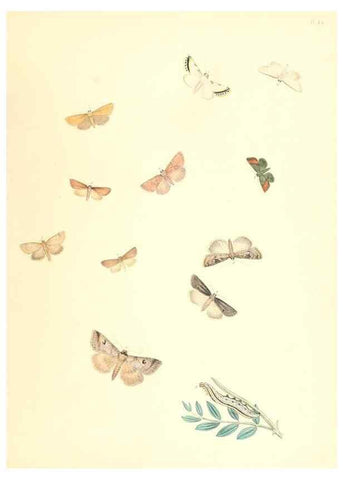 Reproducción/Reproduction 9213811645: British moths and their transformations.. London :W. Smith,1843-45.