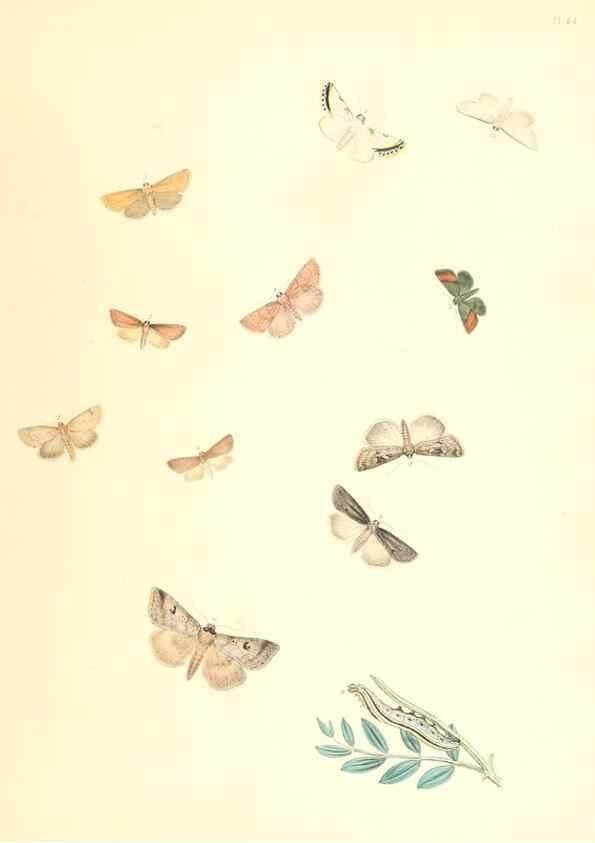 Reproducción/Reproduction 9213811645: British moths and their transformations.. London :W. Smith,1843-45.