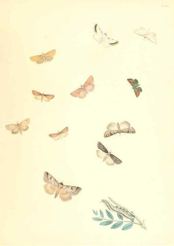 Reproducción/Reproduction 9213811645: British moths and their transformations.. London :W. Smith,1843-45.