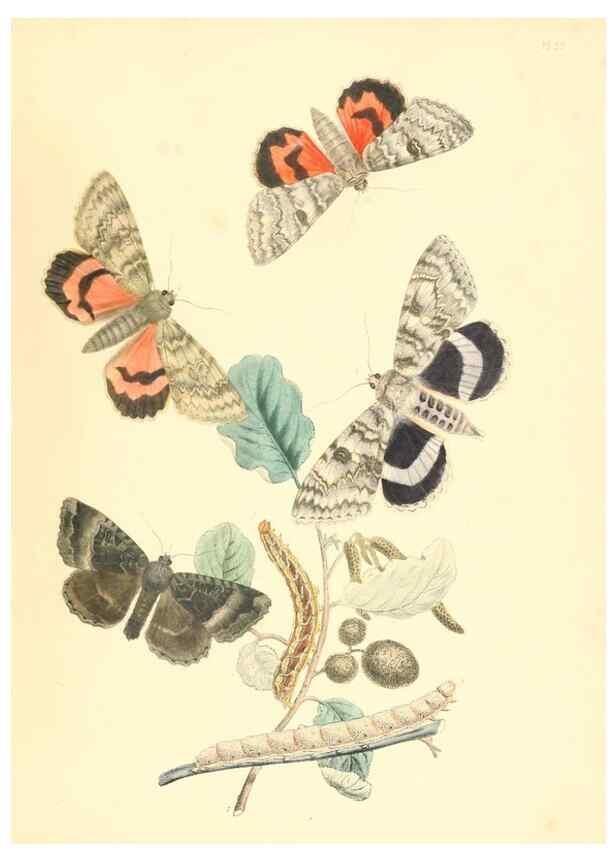 Reproducción/Reproduction 9216588204: British moths and their transformations.. London :W. Smith,1843-45.