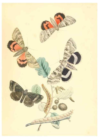 Reproducción/Reproduction 9216588204: British moths and their transformations.. London :W. Smith,1843-45.