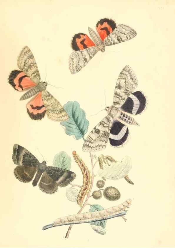 Reproducción/Reproduction 9216588204: British moths and their transformations.. London :W. Smith,1843-45.
