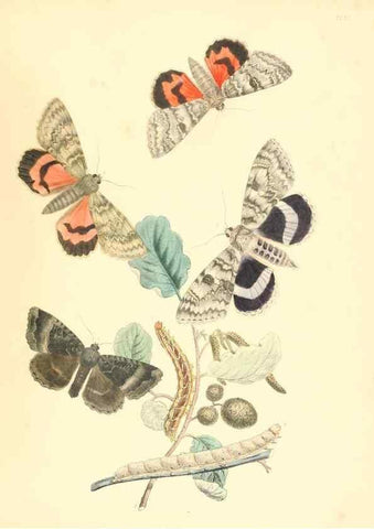 Reproducción/Reproduction 9216588204: British moths and their transformations.. London :W. Smith,1843-45.
