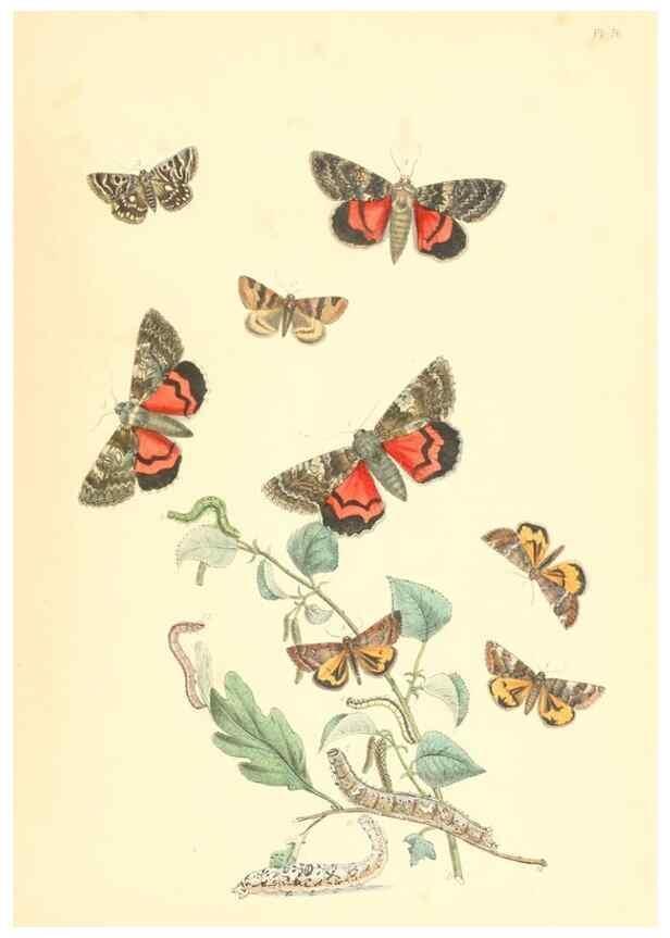 Reproducción/Reproduction 9213813655: British moths and their transformations.. London :W. Smith,1843-45.