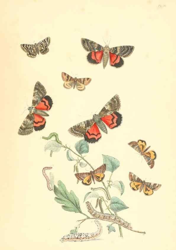 Reproducción/Reproduction 9213813655: British moths and their transformations.. London :W. Smith,1843-45.