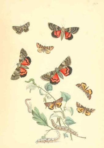 Reproducción/Reproduction 9213813655: British moths and their transformations.. London :W. Smith,1843-45.