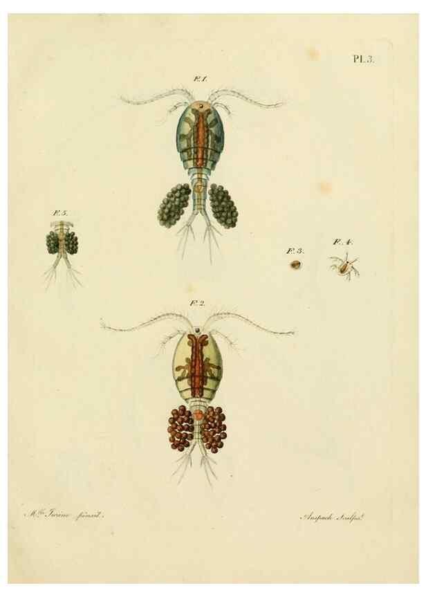 Reproducción/Reproduction 9217313530: Histoire des monocles qui se trouvent aux environs de Genève /. Genève,J.J. Paschoud,1820.