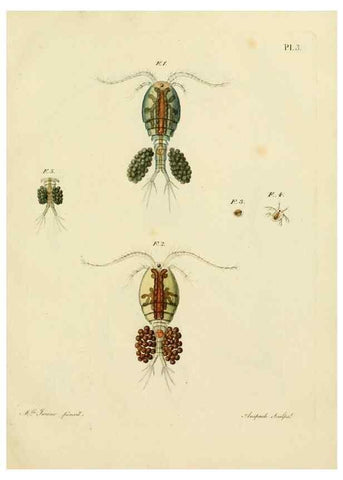 Reproducción/Reproduction 9217313530: Histoire des monocles qui se trouvent aux environs de Genève /. Genève,J.J. Paschoud,1820.